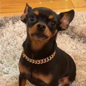 Meet your Posher, Cat